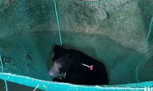 Rescued sloth bears being treated at zoo