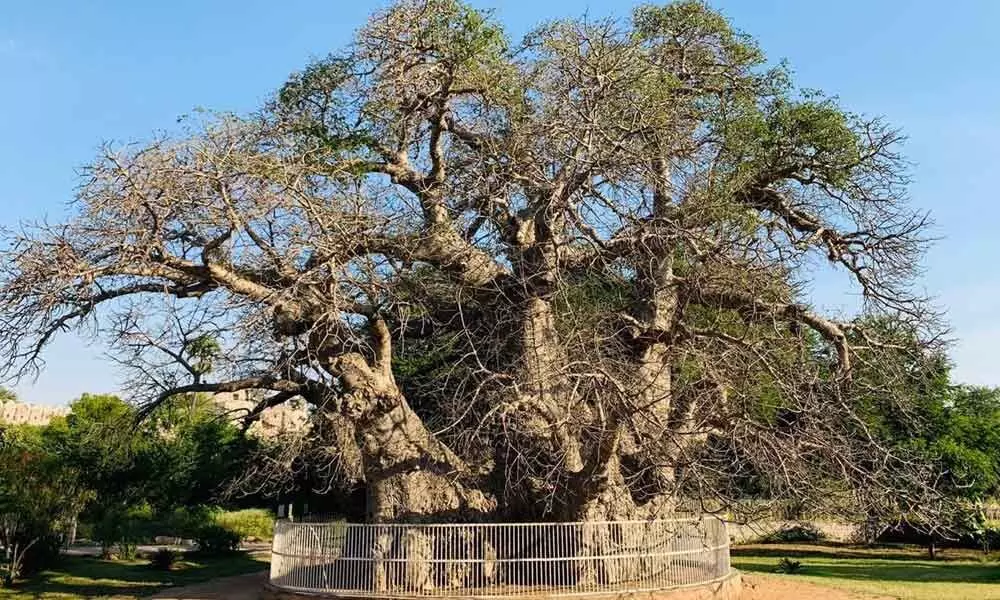 Famous Golconda tree out of bounds to public