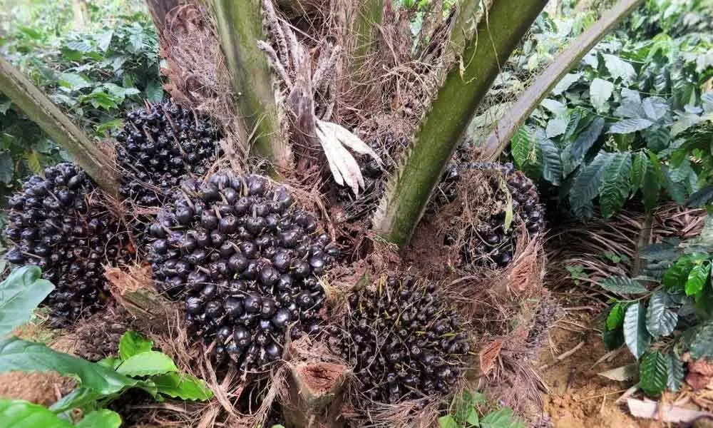 Massive plan to boost oil palm cultivation