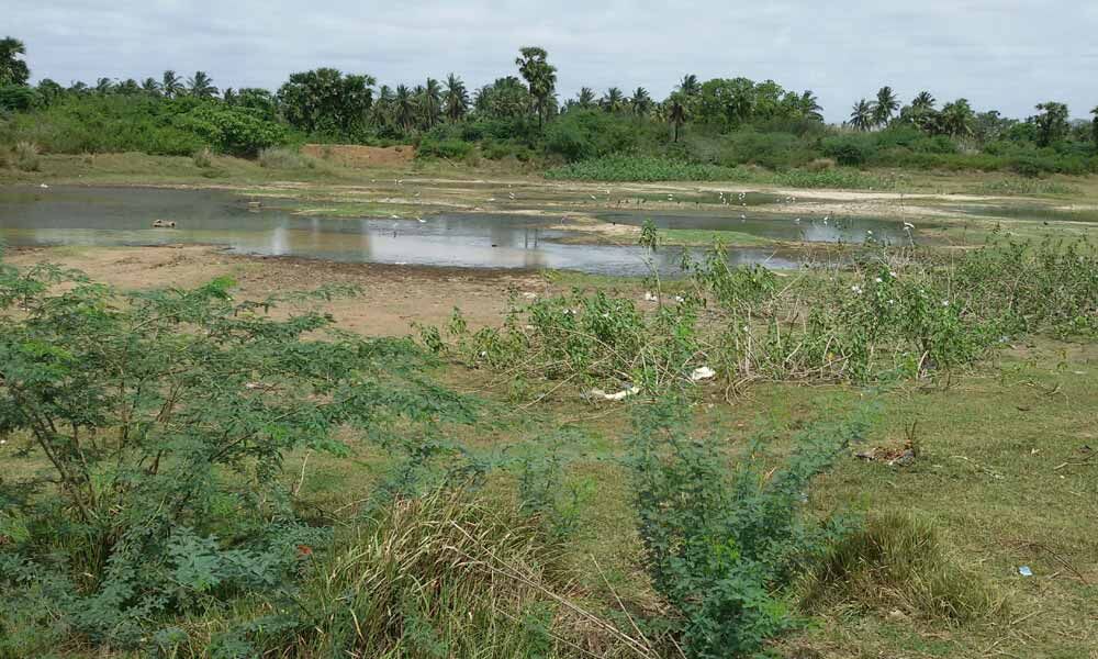 Water scarcity hits paddy cultivation in Srikakulam