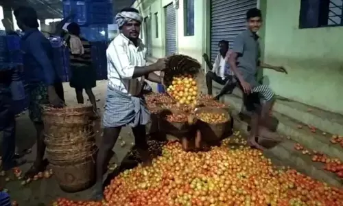 Angry farmers throwing tomatoes on road after price fall at Pathikonda market yard in Kurnool district on Thursday