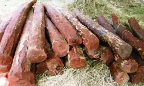 Police seizes 36 red sandalwood logs near Kalyani Dam, one held several abscond in Tirupati