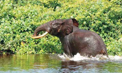 Forest department’s nod to safaris in Bannerghatta National Park raises eyebrows