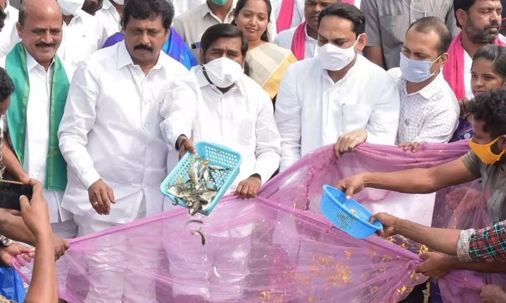 Minister Jagadish Reddy releases fishlings into Nagarjuna Sagar