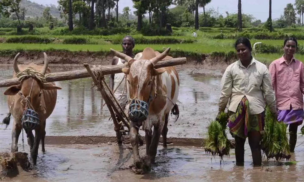 Power utilities give shock to farmers in Telangana