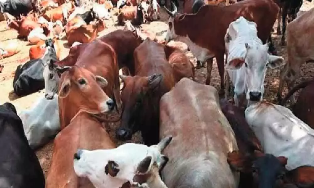 State Cabinet decides to promulgate ordinance to ban cow slaughter