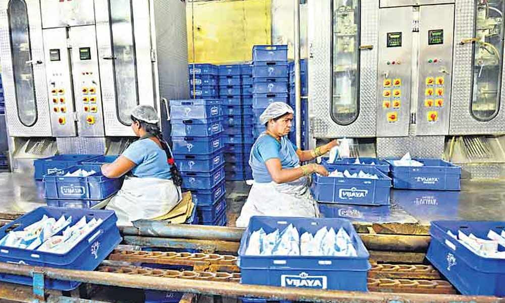 Nellore Vijaya Dairy enhances milk purchase prices