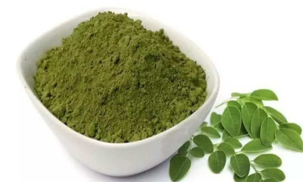 India starts export of Moringa powder keeping in mind its rising global demand