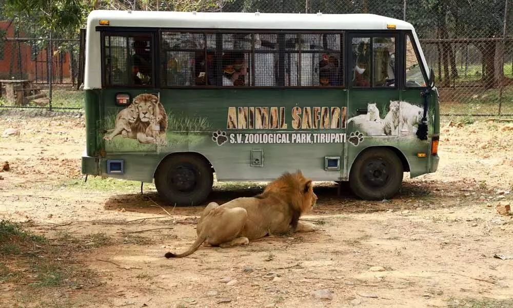 People watching a lion from a mini bus at the Lion Safari in Tirupati.