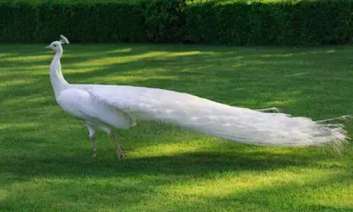 White peacock adopted by Inner Wheel Club