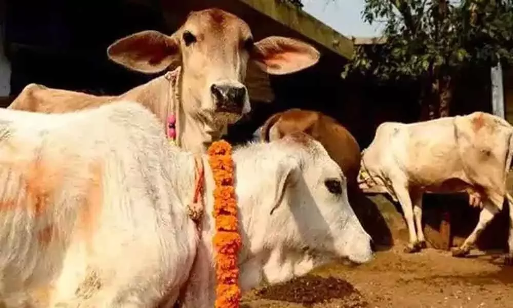 277 held for cow slaughter in last 3 years in Uttarakhand