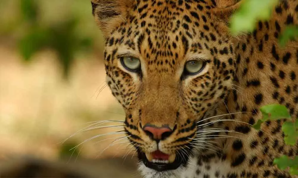 Two leopards sighted near NTPC in Peddapalli