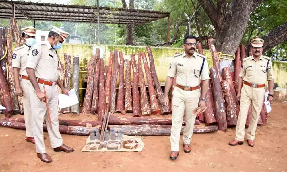 Superintendent of Police K K K Anburajan checking the 48 red sanders logs seized from the smugglers, in Kadapa on Saturday