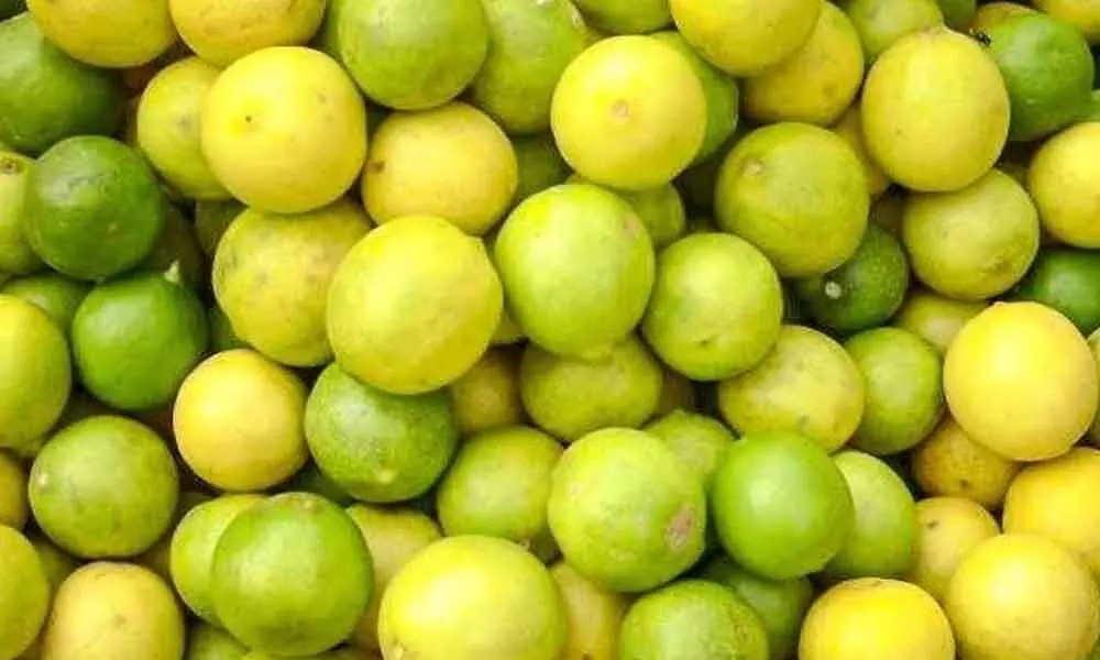 Lemon farmers of Nellore district in distress due to sudden dip in prices