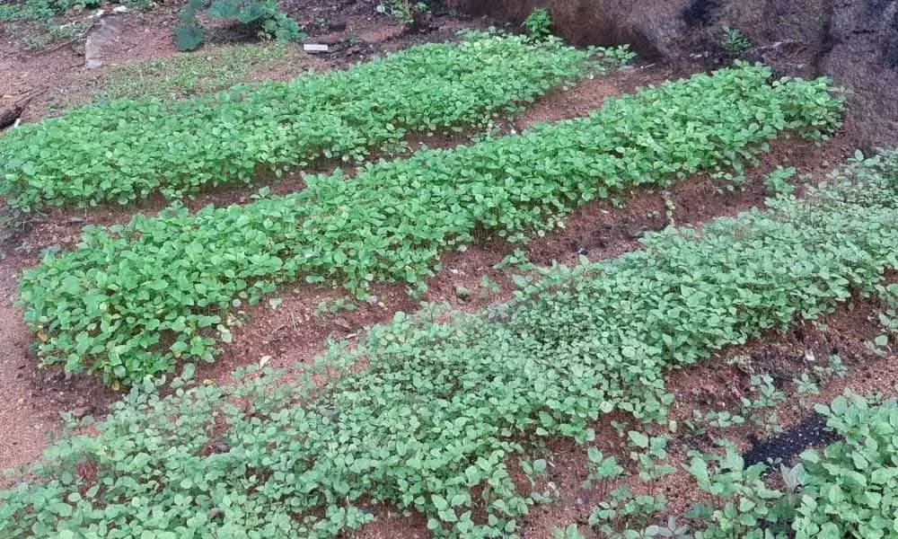 Growing green spaces a la mini forests in city