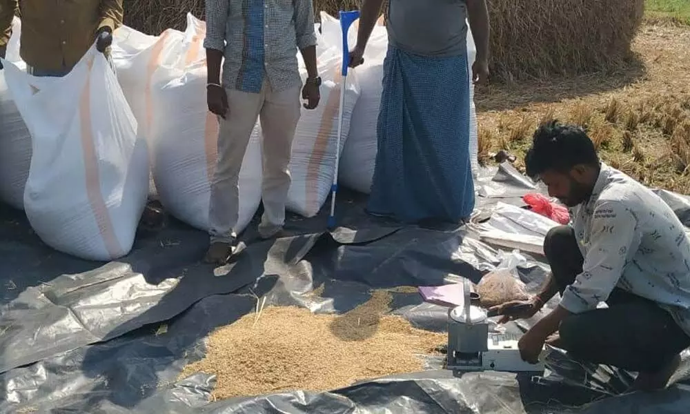 PPC technical staff member checking moisture content in paddy at farm field