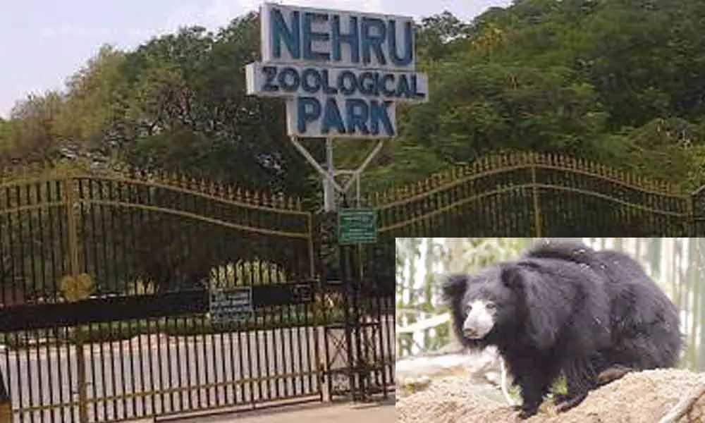 Rescued sloth bears stable, say zoo staff