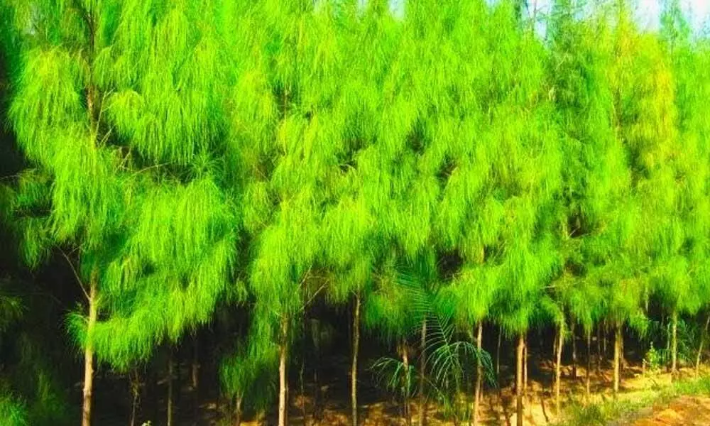 Casuarina growers reap bumper harvest