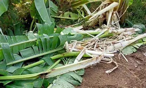 Damaged banana crop at Kottakona village in GD Nellore mandal on Sunday