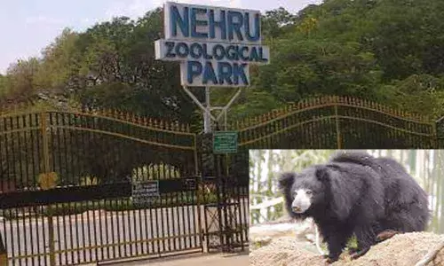 Rescued sloth bears stable, say zoo staff