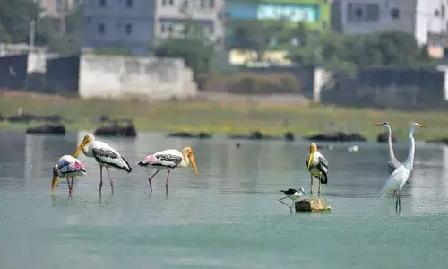 Beauty & Birds Vanishing: Fewer winged visitors year after year