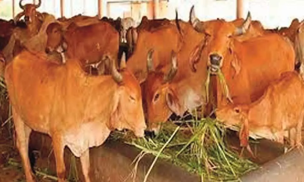 Karnataka government gives assent to cow slaughter ban ordinance