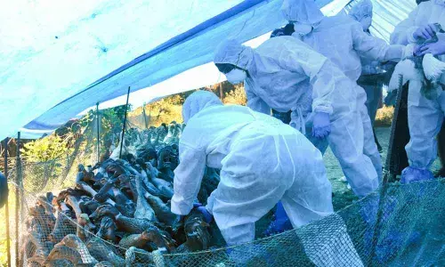 Animal Husbandry Department cull ducks en masse following detection of Avian Influenza (H5N8) at four places, in Alappuzha district of Kerala on Tuesday