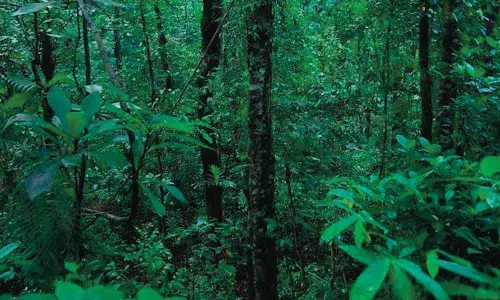 78,496 acres of forest land encroached in Shivamogga circle