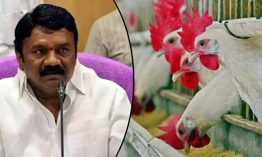 Telangana: Minister Talasani convenes emergency meeting over bird flu