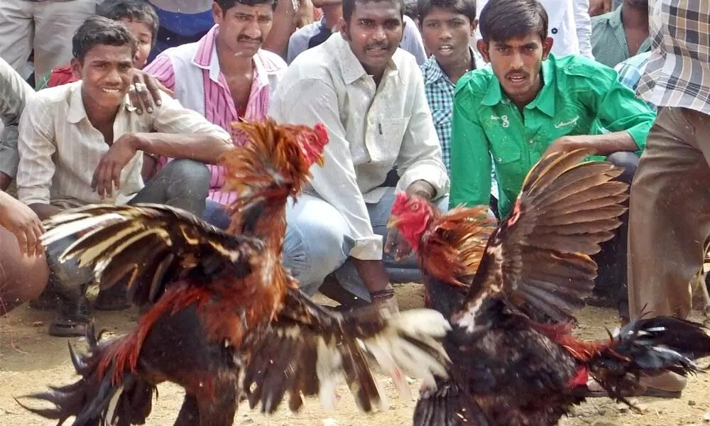 As Sankranti approaches, stages set for cockfights, gambling