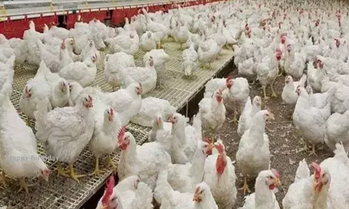 For representational purpose