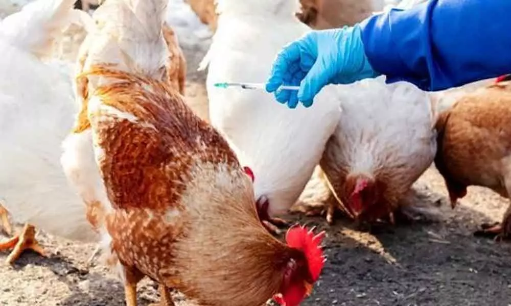 No bird flu scare so far in Andhra Pradesh State