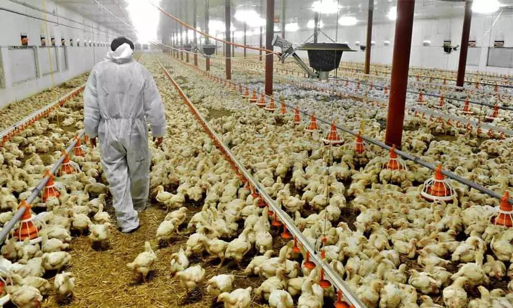 Poultry farmers at greater risk of getting avian flu: Doctors