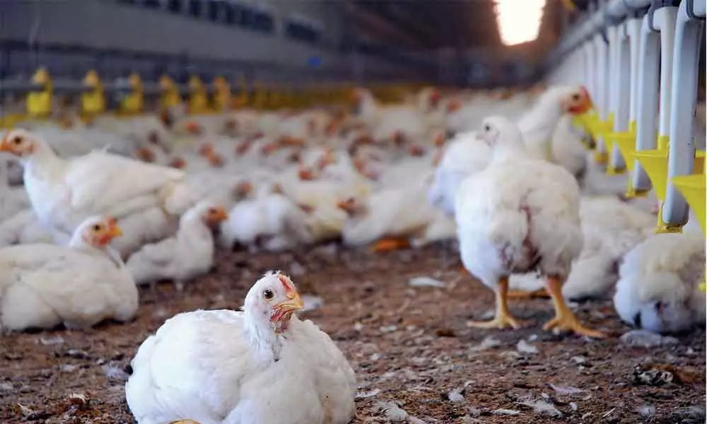 Poultry farmers on high alert