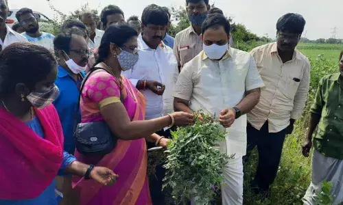 Banaganapalle MLA Katasani Rami Reddy inspecting the damaged crops at Sanjamala mandal in Kurnool on Thursday