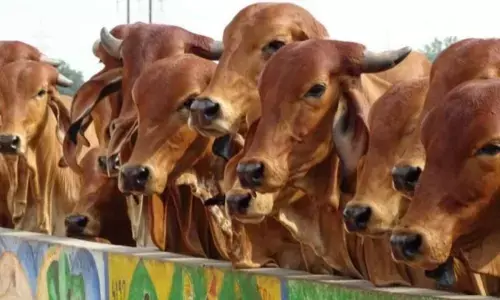 Use products made of dung, urine help protect cows: Minister Prabhu Chauhan