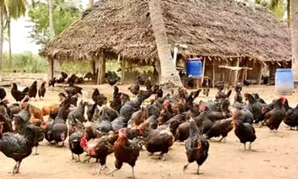Bird flu scare: 120 chicken die in Telanganas Warangal