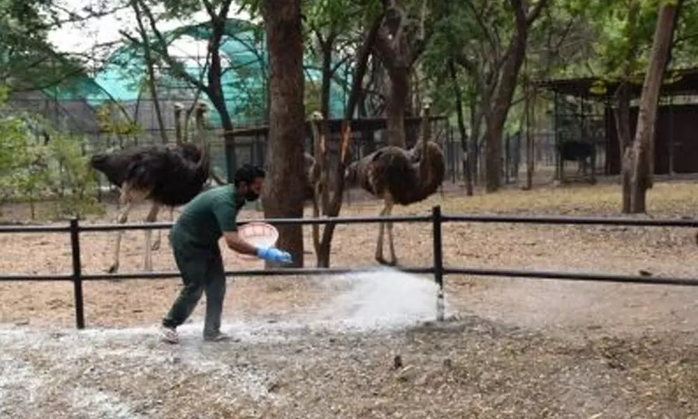 Bird flu: Nehru Zoological Park stops chicken for animals in Hyderabad