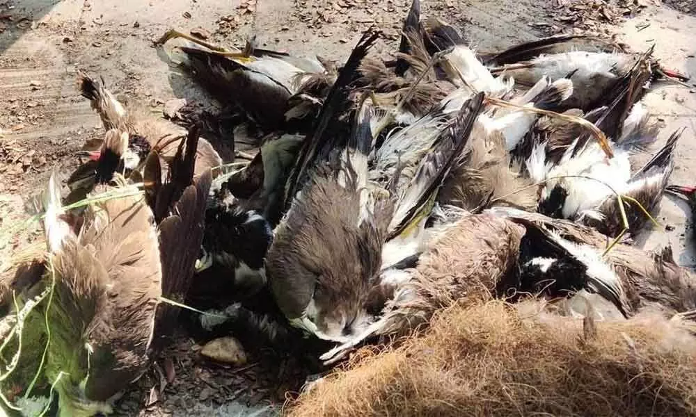 50 birds die in last 3 days