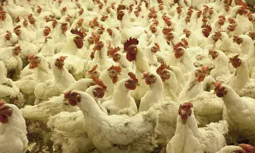 Bird flu confirmed in 6 States