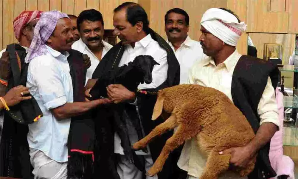 CM KCR directs officials to resume sheep distribution in Telangana