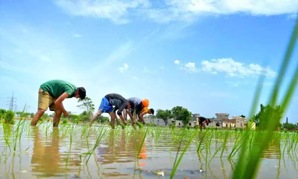 India rises to the occasion as global rice stock runs short