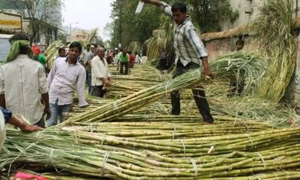 Uttar Pradesh making women self-reliant with bud chip method of cane plantation