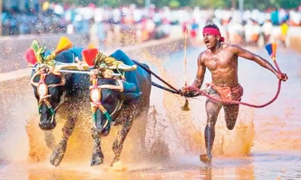Kambala buffalo race to be held in day time from Jan 30