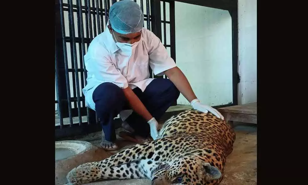 Warangal: Leopard dies at Kakatiya Zoological Park