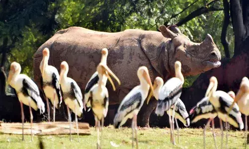 Indira Gandhi Zoological Park considers bio-security measures to prevent birds from getting infected with avian influenza in Visakhapatnam
