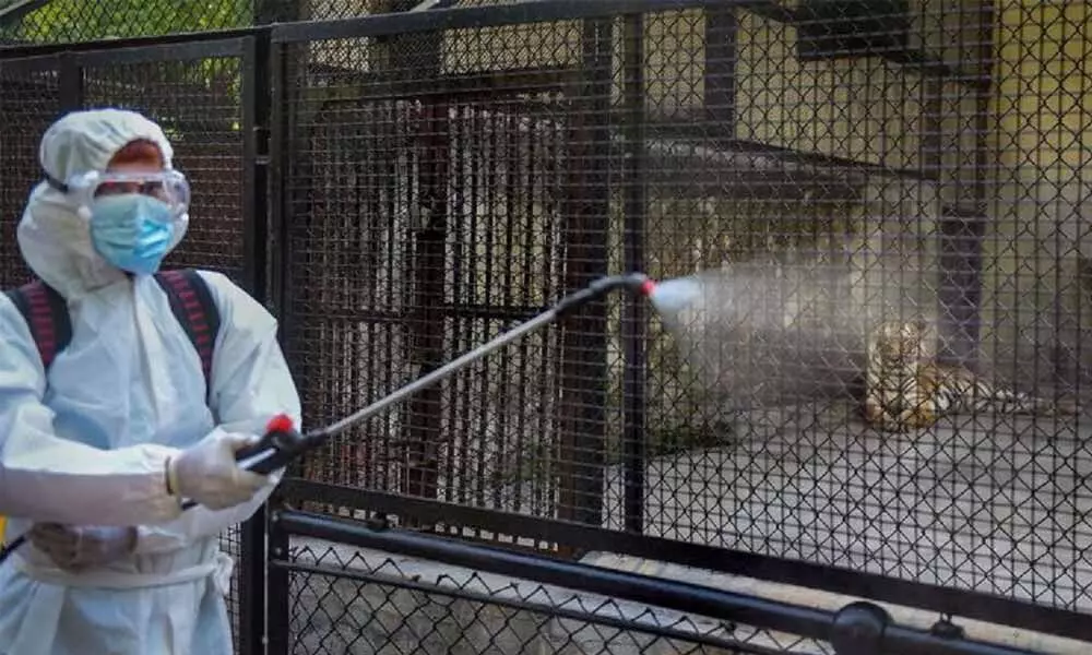 Kanpur zoo shut after bird flu is confirmed