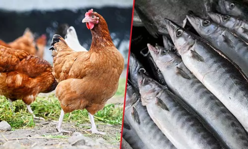 Bird flu scare causes fishprices to scale up in Telangana