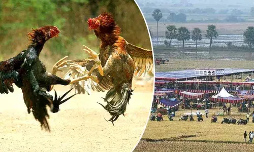 Police plunges into action to stop cockfights in AP