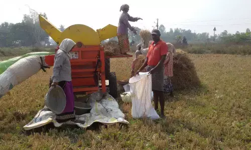 Farmers are harvesting paddy crop at Chintada village in Amudalavalasa mandal.